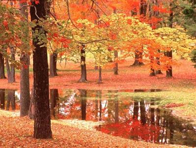 http://epicself.com/wp-content/uploads/2007/11/autumn_trees_stream_550x413shkl.jpg